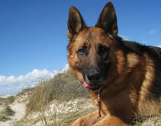 Elevage Du Void De La Bure Pension Elevage Canin Vosges